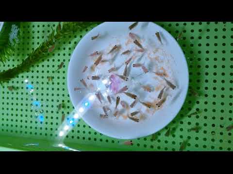 珠鱗混養蝦