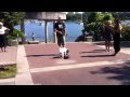 Seymour The Skateboarding Jack A Poo Puppy