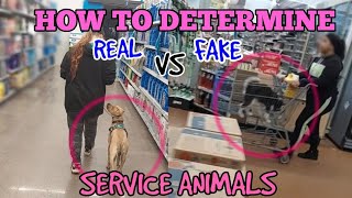 How To Identify A Real VS Fake Service Dog