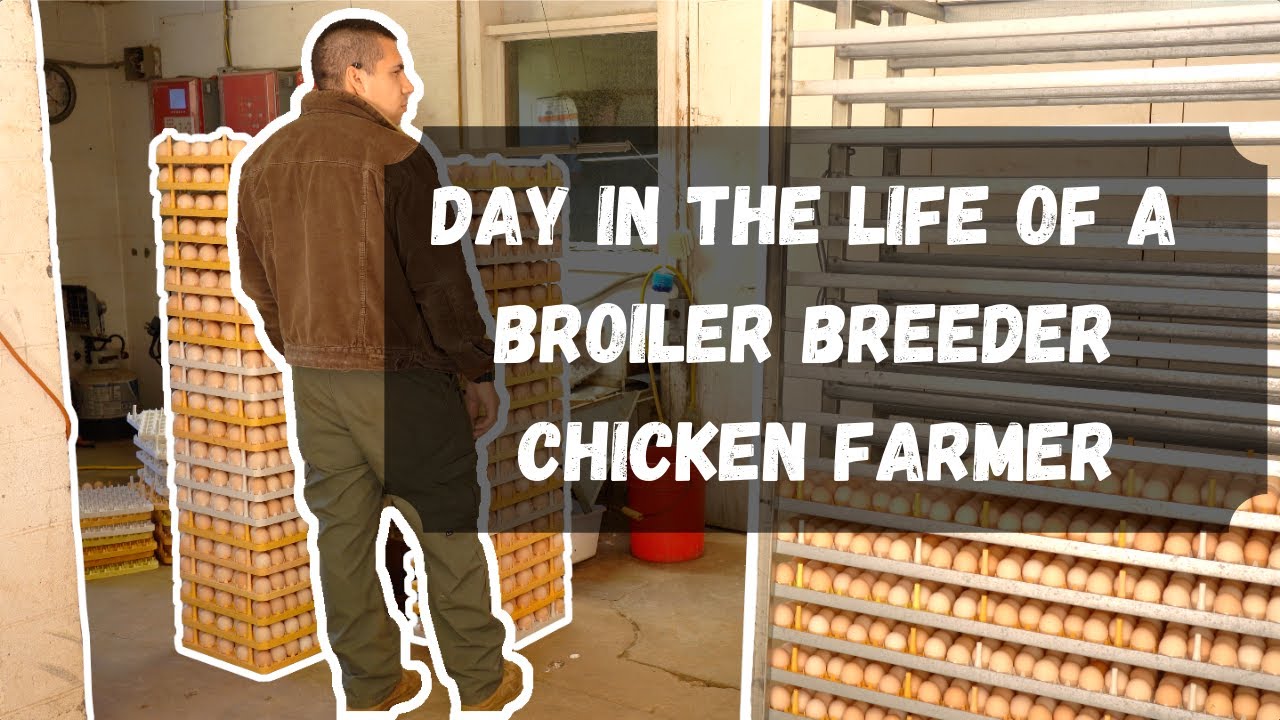 Day in the Life of a Broiler Breeder Chicken Farmer