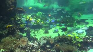 preview picture of video 'Aquarium Nausicaa - Boulogne sur Mer'