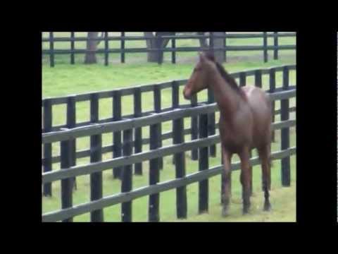 per aspera ad astra [through difficulties to the stars!]