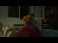 Dog Destroying Pillow HD