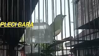 Download lagu pleci Bara juara 1 di osp 7 jogja 2024, materi mantap mp3