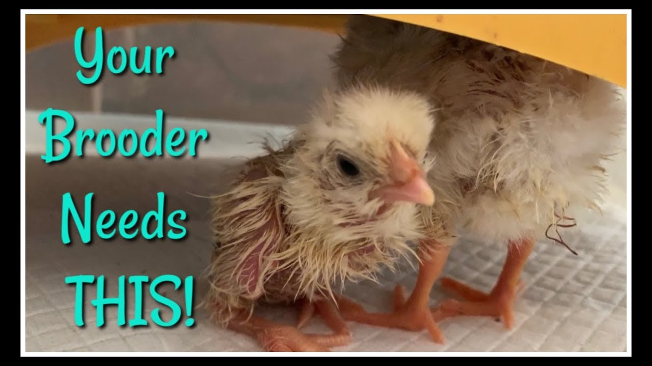 Every Chick BROODER Needs THIS!