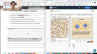 Cell Division Gizmo Lab Instructions