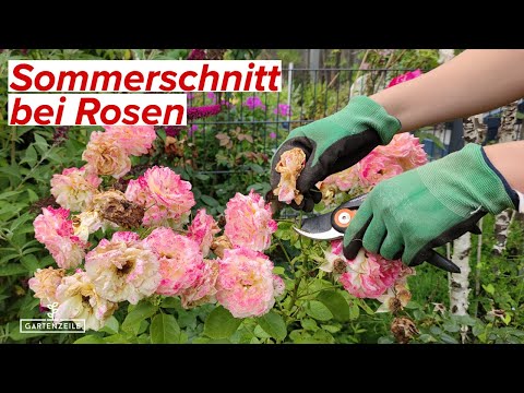 Rosen schneiden im Sommer! Das solltest du beim Sommerschnitt deiner Rosen beachten!