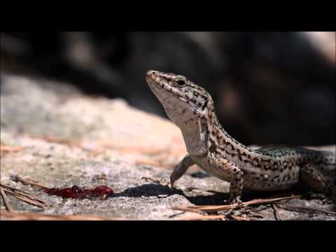 Beautiful close up on Lizard - Ibiza wall Lizard eating Jam