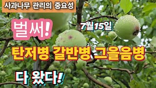 벌써 탄저병 갈반병 그을음병이 발생 했네요 (사과나무 관리 실패사례의 예)