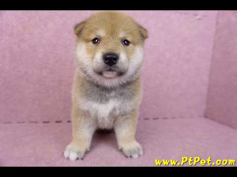 05/07赤色柴犬公幼犬