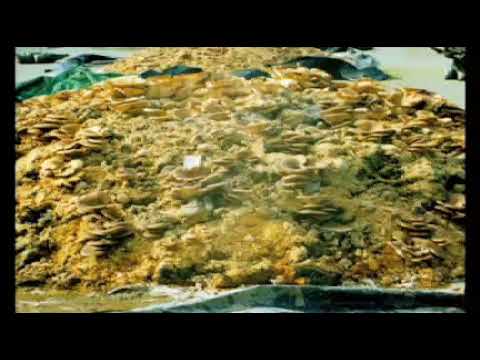 Mycelium eats Oil  -  Environmental Remediation - Clean up oil spills! - Paul Stamets