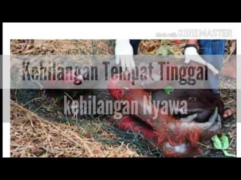 Video Kampanye Kebakaran Hutan dan Lahan