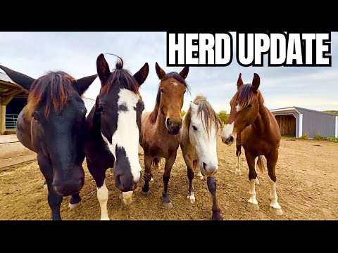 SO MANY CHANGES! New Horses, Training Progress, & More…