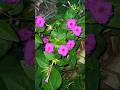 moon flower, Mirabilis jalapa,