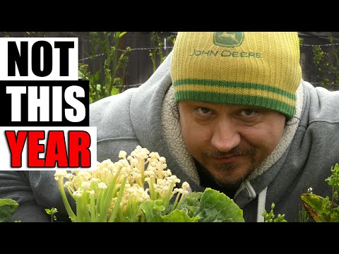 How To Grow Rosemary From Cuttings Two Ways BOTH Easy