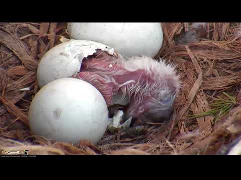 First Red-Tailed Hawk Chick Almost Hatched – April 23, 2018