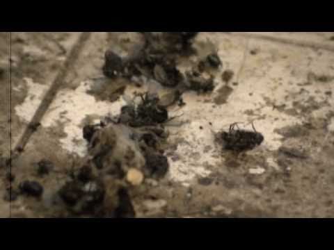 El Reno Renardo - Mi Casa (Videoclis)