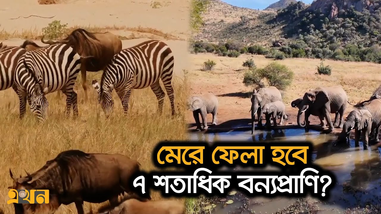 যে কারণে শত শত বন্যপ্রাণি হ*ত্যার সিদ্ধান্ত! | Wildlife | Ekhon TV