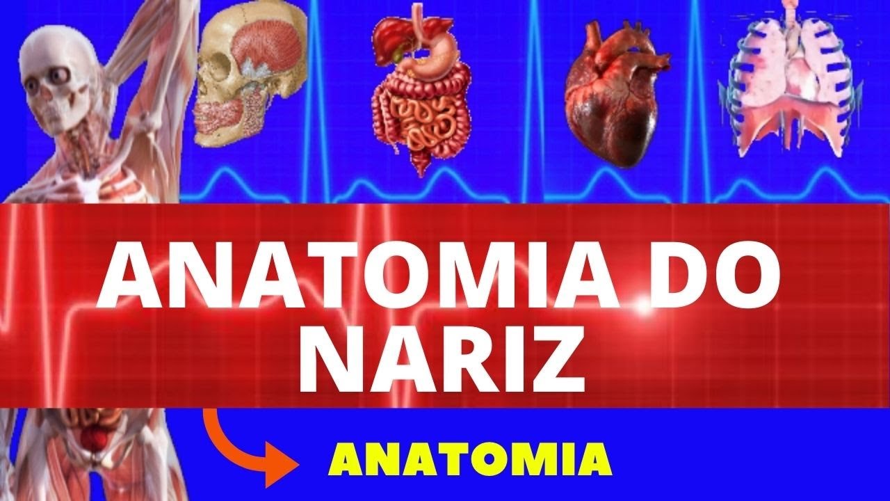 ANATOMIA DO NARIZ E CAVIDADE NASAL (ANATOMIA HUMANA) - SISTEMA RESPIRATÓRIO - ANATOMIA