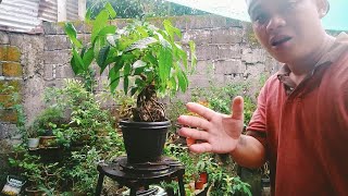 Download lagu Bonsai work at ficus ulmifolia/ IS-IS ,Root over rock  from yamadori to bonsai. mp3