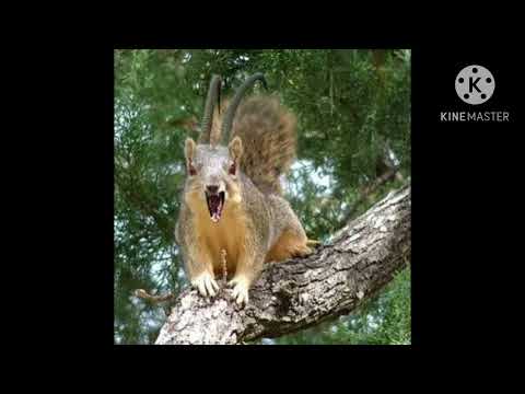 Squirrel Monster (SpongeBob SquarePants Franchise; 1997–2009) Sound Effects