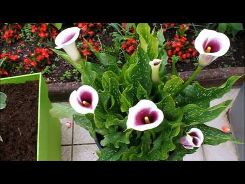 download lagu mp3 mp4 Fleur Calla, download lagu Fleur Calla gratis, unduh video klip Fleur Calla