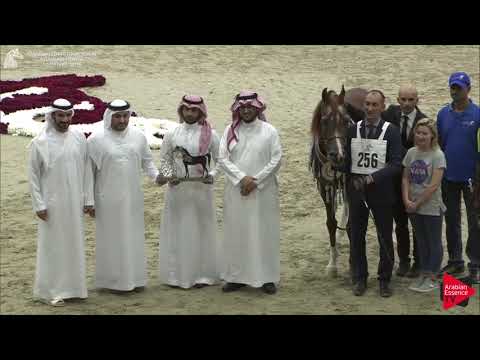 N.256 EDEN C - SILVER - Stallions Championship