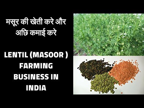 , title : 'Lentil masoor  farming business Low investment and high profit'