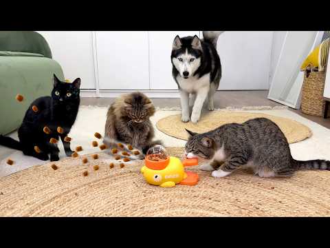 Who's Smarter? The Funniest IQ Contest For Dogs and Cats