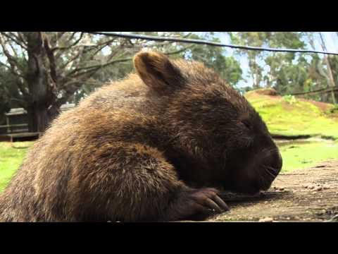 Wombat kraulen und füttern Video
