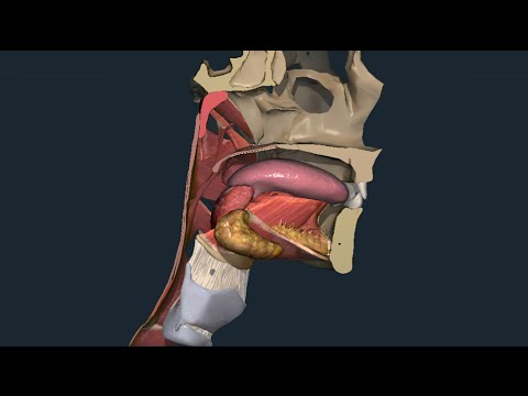 Digestive System 06: Pharynx