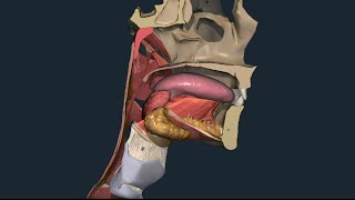 Apparato digerente 06: Faringe