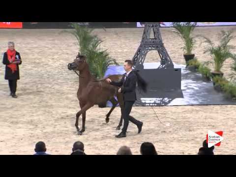 N.19 JAYDA AL RABI - Paris 2015 - Yearling Fillies (Class CM1 B)
