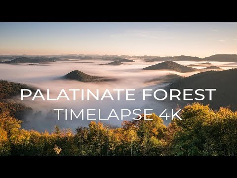 PALATINATE FOREST | Timelapse 4K