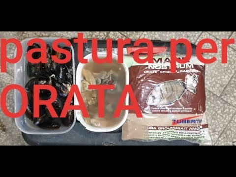 pastura per pesca orata e la condivido con voi e cosa e come la uso visto che molti mi chiedono