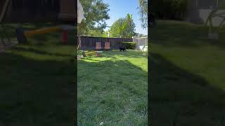 Video preview image #1 Siberian Husky-Unknown Mix Puppy For Sale in Corona, CA, USA