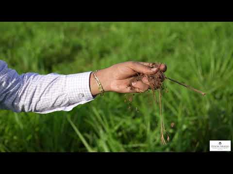 AZENDA À VENDA NO NOROESTE DE MINAS | DOM BOSCO MG | 86 HECTARES | PECUÁRIA