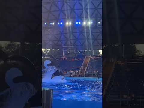 ¡Asombro en Cada Salto! Momentos Mágicos con Shamu, la Orca🌊en   SeaWorld San Antonio