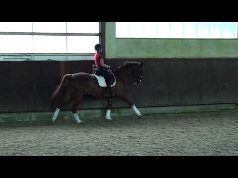 11 j. Wallach von Floresco-NRW zu verkaufen