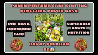 Download lagu PANEN PERTAMA TANAMAN CABE MENGGUNAKAN PUPUK ORGANIK NASA / PAKET PUPUK NASA UNTUK CABE 081326003577 mp3 Download lagu PANEN PERTAMA TANAMAN CABE MENGGUNAKAN PUPUK ORGANIK NASA / PAKET PUPUK NASA UNTUK CABE 081326003577 mp3