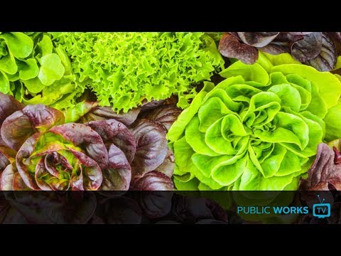 How we turned an empty lot into a beautiful garden - EP.0004