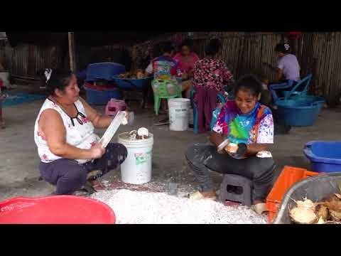 [ #CocoSanmartinense ] 🥥✨ ¡𝗣𝗶𝗰𝗼𝘁𝗮 𝗰𝗲𝗹𝗲𝗯𝗿𝗮 𝗲𝗹 𝗜𝗜 𝗙𝗲𝘀𝘁𝗶𝘃𝗮𝗹 𝗱𝗲𝗹 𝗖𝗼𝗰𝗼!