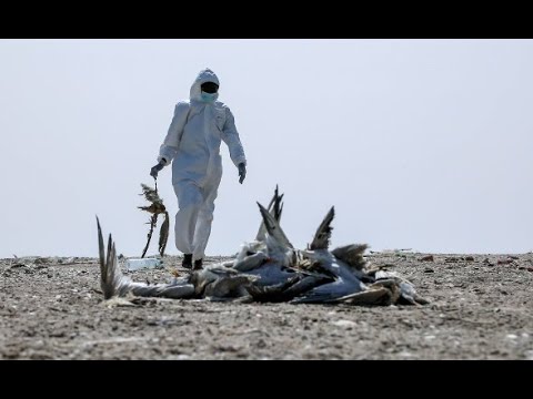 Help bird flu hero workers along our flyway