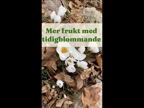 Mer frukt med tidigblommande - Trädgårdshacks med GardenR
