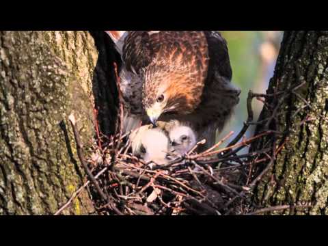 Red-tailed Hawk's nest - Week 1