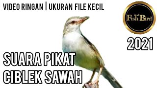 Download lagu pikat ciblek sawah | ciblek sawah nempel | pikat ciblek sawah paling ampuh DURASI 1 JAM mp3