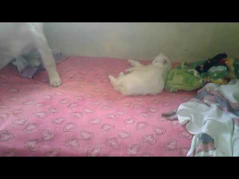 Fight between rethu and chitti