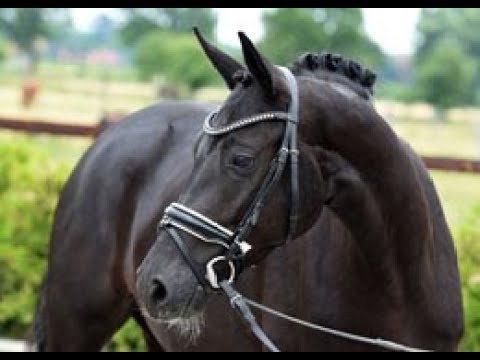 SOLD 2016 black dressage mare by BON COEUR ! 16.1 hh www.sporthorses-online.com