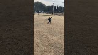 Video preview image #1 - Mix Puppy For Sale in Lenoir, NC, USA