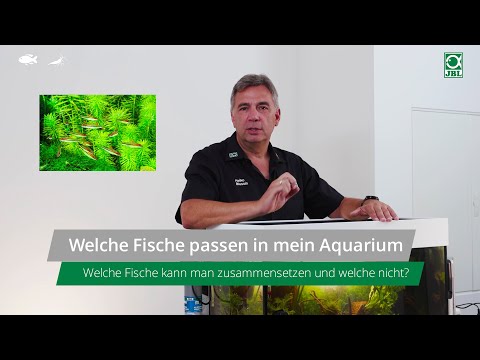 JBL TV #30: Welche Fische passen in mein Aquarium?